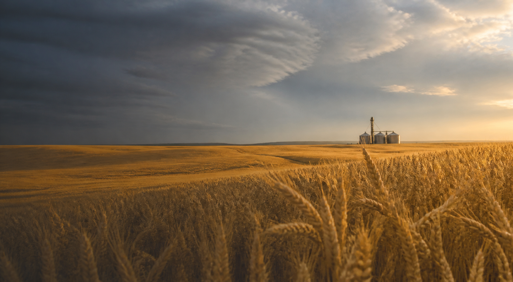 Mature U.S. wheat field with grain handling facilities on the horizon